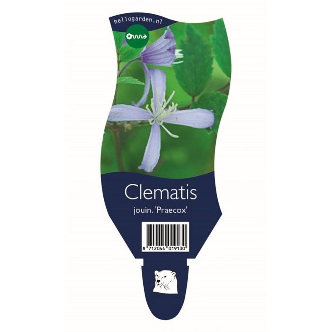 Klematis – Clematis 'Praecox' - P11